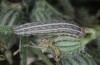 Hadena syriaca: Larva (Samos, May 2014) [M]