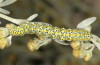 Cucullia tanaceti: Half-grown larva (eastern Spain, Teruel, Sierra de Albarracin, late August 2013) [N]