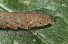 Herminia tarsipennalis: Larva caudal. typical are hier the lateralen weißen flecks. [S]
