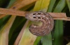 Noctua teixeirai: Larva (Madeira, Encumeada, 1500m asl, March 2013) [M]