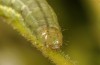 Panermia tenebrata: Larva (e.l. rearing, Heimertingen near Memmingen, June 2016) [S]