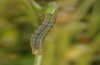 Panermia tenebrata: Half-grown larva (Heimertingen near Memmingen, early June 2016) [S]