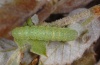 Dryobotodes tenebrosa: Larva in penultimate instar (Sardinia, May 2012) [M]