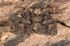 Dryobotodes tenebrosa: Falter (e.l. Sardinien 2012) [S]