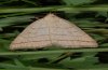 Polypogon tentacularius: Weibchen (hier sind im Gegensatz zu den Männchen keine auffälligen Palpen sichtbar, Ostalb 2008) [M]
