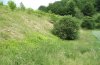 Polypogon tentacularius: Habitat: Gebüsch- und Böschungssaum am Rande eines Magerrasens (Ostalb) [N]