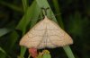 Polypogon tentacularius: Male (eastern Swabian Alb, Southern Germany) [N]