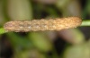 Hadena tephroleuca: Larva (Lüner See 2011) [S]