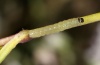Hadena tephroleuca: L2-larva (Lüner See, Vorarlberg, July 2011) [S]