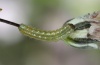 Hadena tephroleuca: Young larva (Alpes-Maritimes, July 2011) [S]