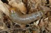Luperina testacea: Half-grown larva (Memmingen, Southern Germany) [M]