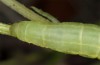 Amphipyra tetra: Larva (Spain, Zaragoza, late May 2018) [S]