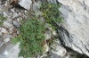 Calyptra thalictri: Fraßspuren an Thalictrum (Olymp, 2000m NN, Ende Juli 2012) [N]