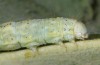 Cucullia thapsiphaga: Larva (Bulgaria, Rila Mountains, early August 2015) [M]