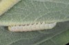 Cucullia thapsiphaga: Raupe (Bulgarien, Rilagebirge, Anfang August 2015) [M]
