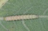 Cucullia thapsiphaga: Larva (Bulgaria, Rila Mountains, early August 2015) [M]