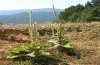Cucullia thapsiphaga: Habitat in niedrigen Lagen (ca. 1000m NN) am Olymp (Griechenland) [N]