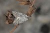 Nola thymula: Adult (e.l. rearing, Spain, Zaragoza, larva in late May 2018) [S]