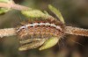 Nola thymula: Larva (Spain, Zaragoza, late May 2018) [M]