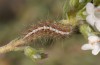 Nola thymula: Larva (Spain, Zaragoza, late May 2018) [M]