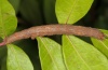 Ophiusa tirhaca: Larva (e.l. La Gomera, December 2011) [S]
