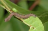 Ophiusa tirhaca: Young larva (La Gomera, December 2011) [S]