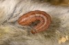 Xanthia togata: Half-grown larva (S-Germany, Memmingen, April 2020) [S]