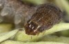 Xanthia togata: Larva (S-Germany, Memmingen, April 2020) [S]