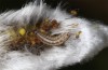 Xanthia togata: Young larva (S-Germany, Memmingen, March 2020) [S]