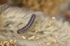 Xanthia togata: Young larva (S-Germany, Memmingen, March 2020) [S]