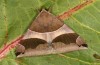 Dysgonia torrida: Falter (e.l. Kreta, Raupe Mitte Oktober 2025) [S]