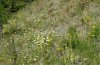 Emmelia trabealis: Habitat in Northern Greece, May 2010: flower-rich, dry ruderal areas [N]