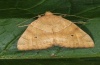 Cosmia trapezina: Adult (e.l. eastern Swabian Alb 2012) [S]