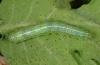 Cosmia trapezina: Larva (Sardinia, May 2012) [S]