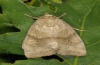 Cosmia trapezina: Adult (e.l. Sardinia 2012) [S]