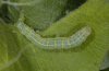 Cosmia trapezina: Larva (eastern Swabian Alb) [M]