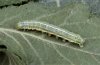 Cosmia trapezina: Larva [M]