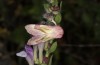 Philareta treitschkii: Adult resting on an inflorescence of the host plant during daytime (Greece, Lefkada island, early June 2021) [N]