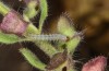 Philareta treitschkii: Larva in the third instar (e.o. rearing Greece, Lefkada island, egg in early June 2021) [S]