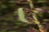 Philareta treitschkii: Larva in the end of the third instar (e.o. rearing Greece, Lefkada island, egg in early June 2021) [S]