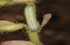 Philareta treitschkii: Larva in the end of the third instar (e.o. rearing Greece, Lefkada island, egg in early June 2021) [S]