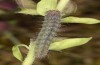 Philareta treitschkii: Larva in the penultimate instar (e.o. rearing Greece, Lefkada island, egg in early June 2021) [S]