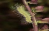 Philareta treitschkii: Larva in the final instar (e.o. rearing Greece, Lefkada island, egg in early June 2021) [S]