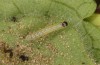 Philareta treitschkii: Larva in the first instar (e.o. rearing Greece, Lefkada island, egg in early June 2021) [S]
