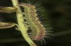 Philareta treitschkii: Larva in the final instar (e.o. rearing Greece, Lefkada island, egg in early June 2021) [S]