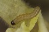 Philareta treitschkii: Larva in the second instar (e.o. rearing Greece, Lefkada island, egg in early June 2021) [S]