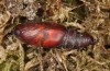 Philareta treitschkii: Pupa before eclosion (e.o. rearing, Greece, Lefkada, egg found in June 2021, May 2022) [S]