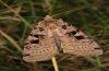 Xestia triangulum: Adult (e.l. eastern Swabian Alb, Southern Germany 2010) [S]