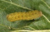 Xestia triangulum: Half-grown larva (eastern Swabian Alb, Southern Germany 2011) [S]