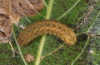 Xestia triangulum: Half-grown larva (eastern Swabian Alb, Southern Germany 2010) [S]